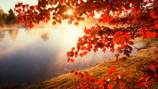 Lake tree sun red leaves - red leaf free wallpaper
