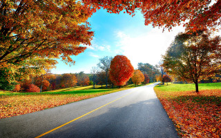 Road yellow trees orange sky - felipe seade free wallpaper