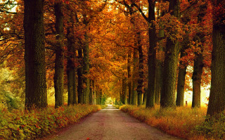 Road trees orange leaves bushes - a few bush free wallpaper