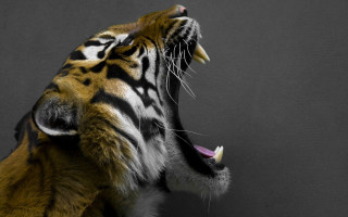 Tiger showing teeth black white 2 - a tiger free wallpaper