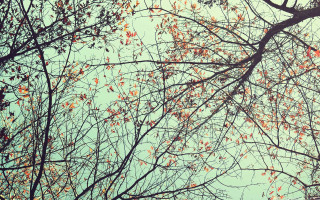 Red leaves blue sky clouds - red leaf free wallpaper
