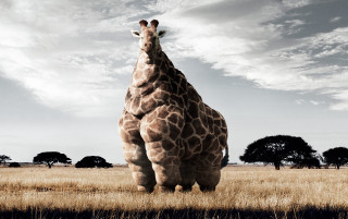 Giraffe field trees background cloudy - a cloudy sky above free wallpaper