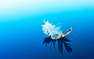 Feather floating water blue background - bernd fasching free wallpaper