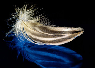 Feather blue surface black background - a white feather free wallpaper