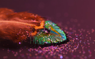 Feather purple pink holography 3d - macro art free wallpaper