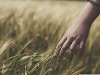 Hand reaching grain field wheat - heavy grain free wallpaper