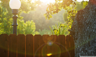 Wooden fence light tree background - the fence free wallpaper