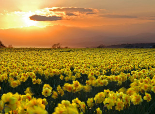 Yellow flowers sunset clouds sky - a jigsaw puzzle free wallpaper for desktop