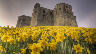 Yellow flowers castle cloudy sky - a cloudy sky in the background free wallpaper