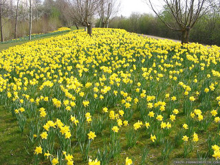 Yellow flowers park trees hill - yellow flower free wallpaper