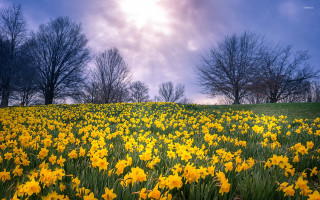 Yellow flowers trees blue sky 3 - adobe lightroom free wallpaper