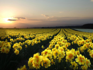 Yellow flower sunset green field - green free wallpaper