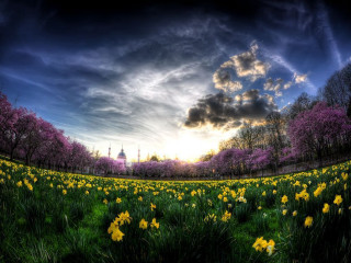 Field flowers sky clouds sunset - beautiful landscape free wallpaper