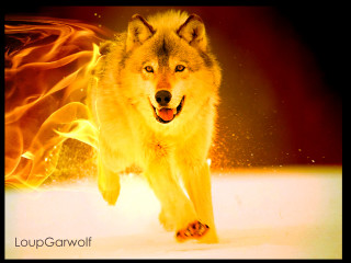 Wolf running fire room red - blender and photoshop free wallpaper