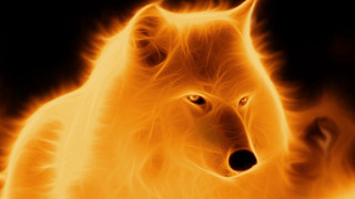 Wolf fire background flames black - caspar wolf free wallpaper