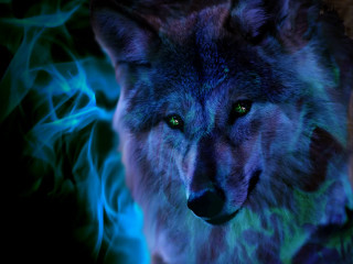 Wolf green eyes blue black - a black wolf free wallpaper