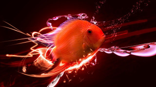 Fish longtail redbackground waterdroplets blackbackground - lostfish free wallpaper