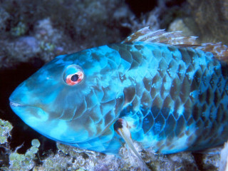 Blue fish coral reef glowing - subsurface free wallpaper