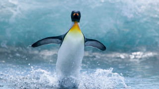 Penguin jumping water ocean waves 2 - a penguin free wallpaper