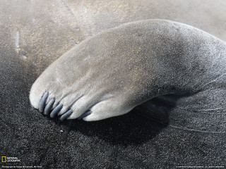 Elephant foot sand water black - naturalism free wallpaper