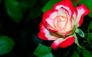 Red white rose green leaves 3 - a white center free wallpaper