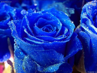 Blue roses water droplets macro 2 - esao free wallpaper