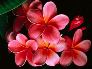 Red flowers green leaves black - red flower free wallpaper