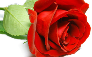 Red rose green leaf macro - a single red rose free wallpaper