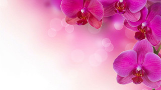 Pink flower white background blurry - soft free wallpaper