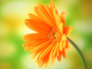Flower orange green gradient sunflower - orange free wallpaper