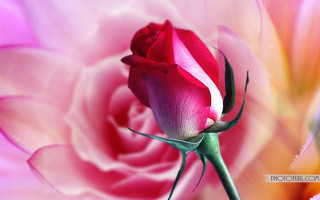 Pink rose green stem gothic - a pink rose free wallpaper