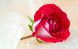 Red rose white surface green 4 - a single red rose free wallpaper