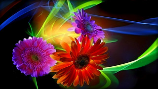 Flowers swirls hydrangea shiny vivid - rich vivid color free wallpaper