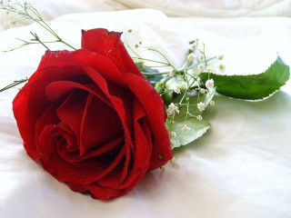 Red rose white sheet green - a white sheet free wallpaper