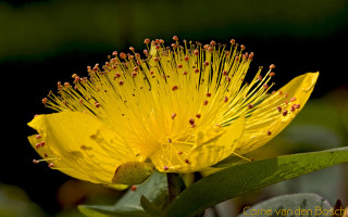 Yellow flower green leaves black 3 - yellow flower free wallpaper