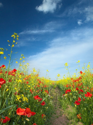 Dirt path field flowers blue - impressionist free wallpaper