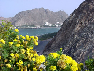 Mountain water yellow flowers hill - beautiful scenery free wallpaper for desktop
