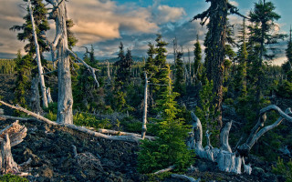 Forest trees cloudy sky above - a cloudy sky above free wallpaper