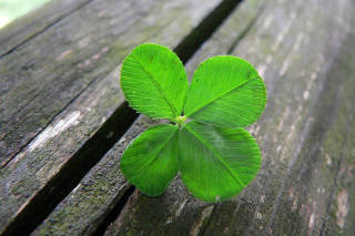 Four leaf clover wooden bench - cornelia parker free wallpaper