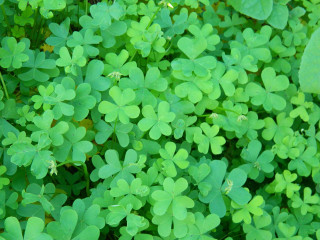 Green leaves field plant vines - a close up of a bunch free wallpaper
