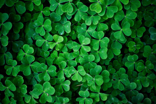 Green clovers leaves above view - leaf free wallpaper