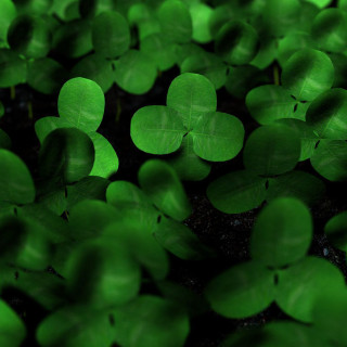 Green leaves black background green 3 - ecological art free wallpaper