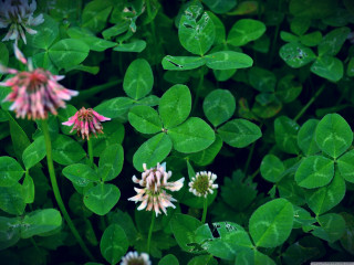 Flowers waterdrops leaves shallow depth - a group of flowers free wallpaper