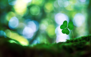 Small green leaf moss forest - top of a moss free wallpaper