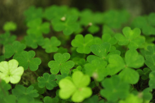 Green clovers grass field tree - cornelia parker free wallpaper