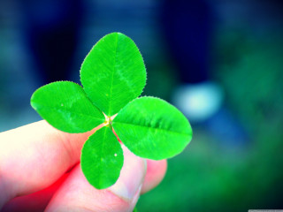 Person holding four leaf clover - a person holding free wallpaper