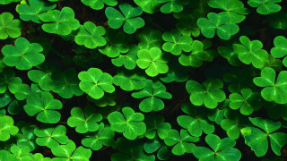 Green shamrocks background wallpaper backdrop - wallpaper free wallpaper