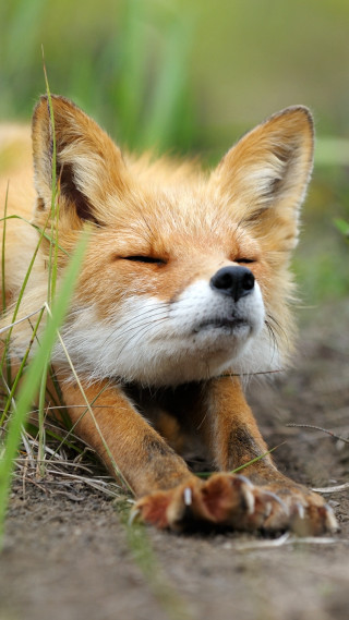 Small fox sleeping grass outside - the sun free wallpaper