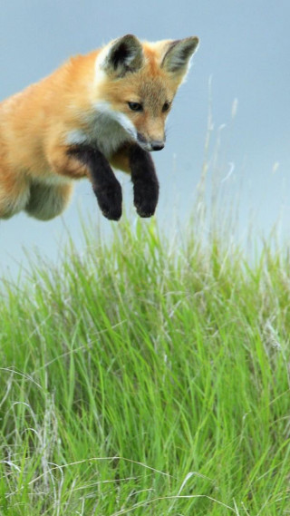 Fox jumping paws air grass - arie smit free wallpaper