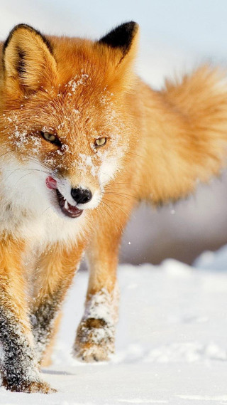 Red fox running through snow - arie smit free wallpaper